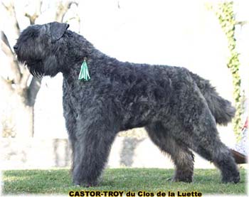 bouvier des flandres du clos de la luette - copyright d&eacute;pos&eacute;